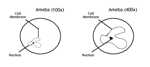 Today, you will be looking at the green algae spirogyra and volvox. thomasthinktank licensed for non-commercial use only